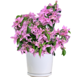 Bougainvillea Pink (Small Size)